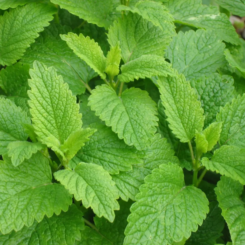 lemon balm