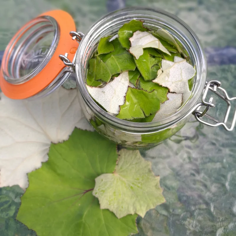 making coltsfoot tincture