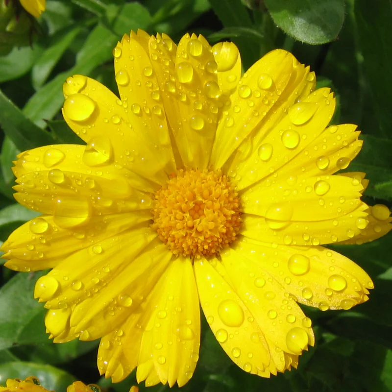 marigold with raindrops