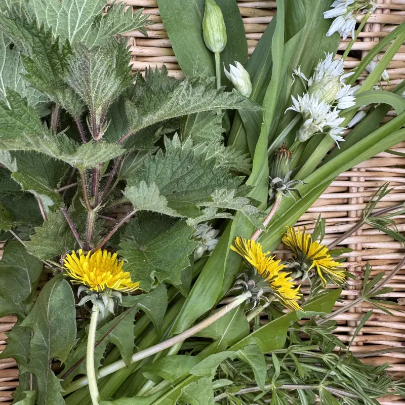 mixed herbs in basket 2