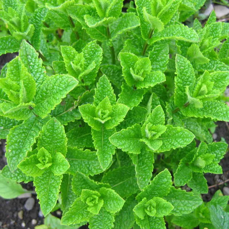 moroccan mint