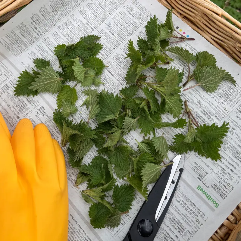 nettles with scissors