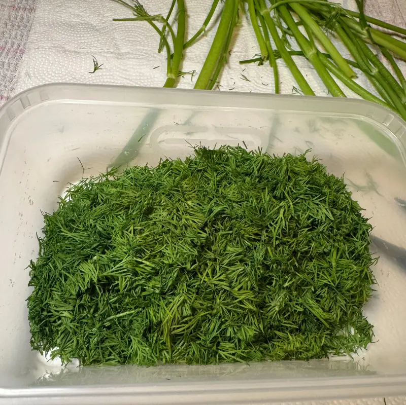 preparing dill for freezing