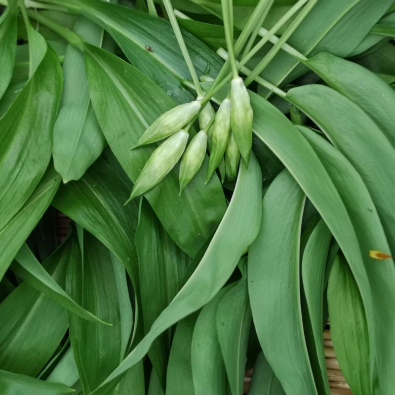 ramsons cut