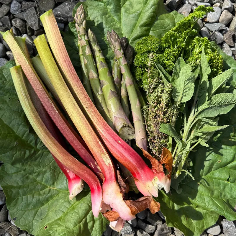 rhubarb and asparagus