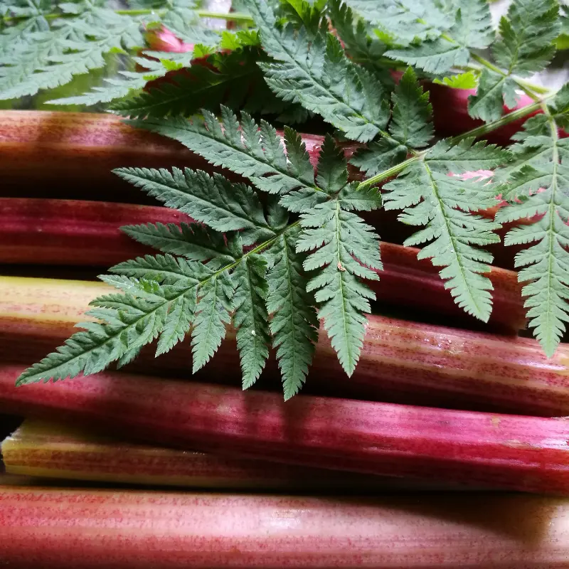rhubarb and sweet cicely
