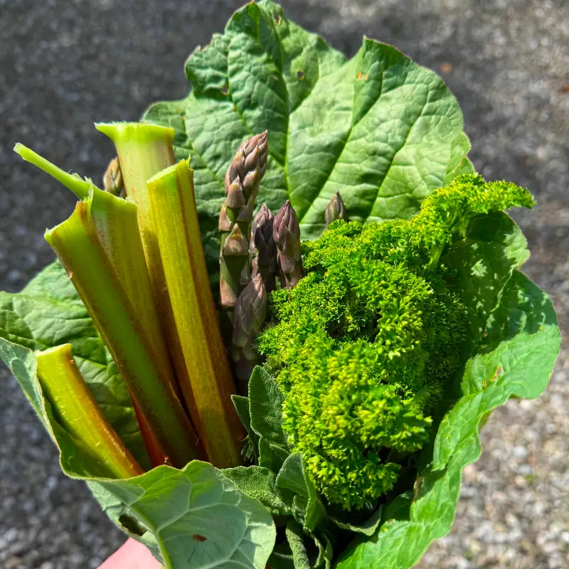 rhubarb asparagus and parsley in bunch