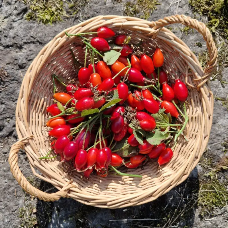 rose hips in basket