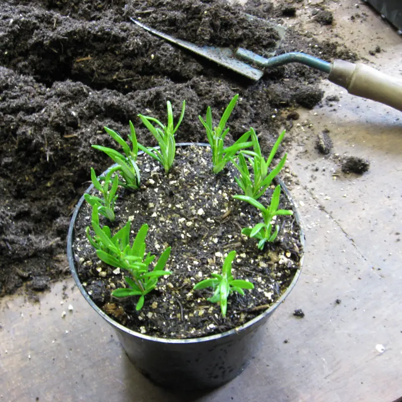 rosemary cuttings