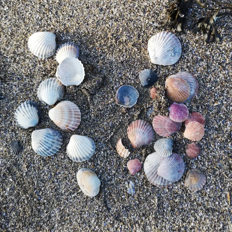 seashells