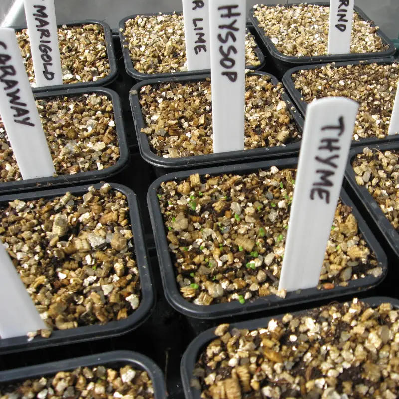 seeds germinating thyme