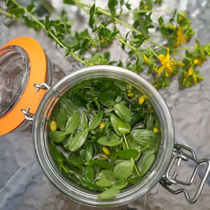 st johns wort tincture 2