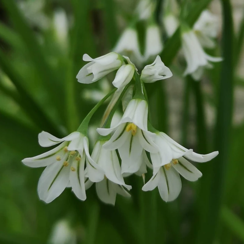 triangular stalked garlic flower close up