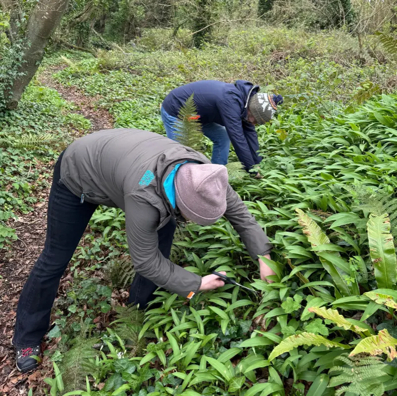 wild garlic foraging in naul woodlands