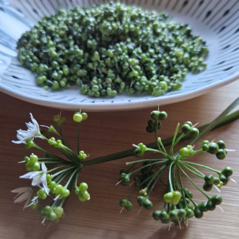 wild garlic seed heads