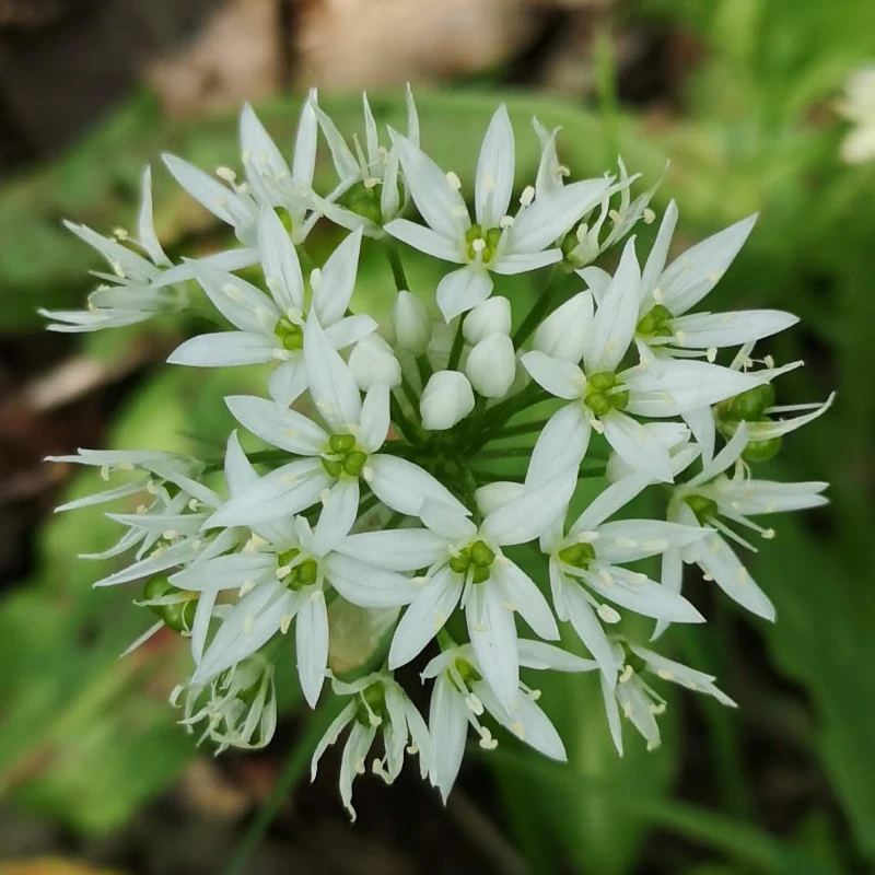 wildgarlicramsonsflower