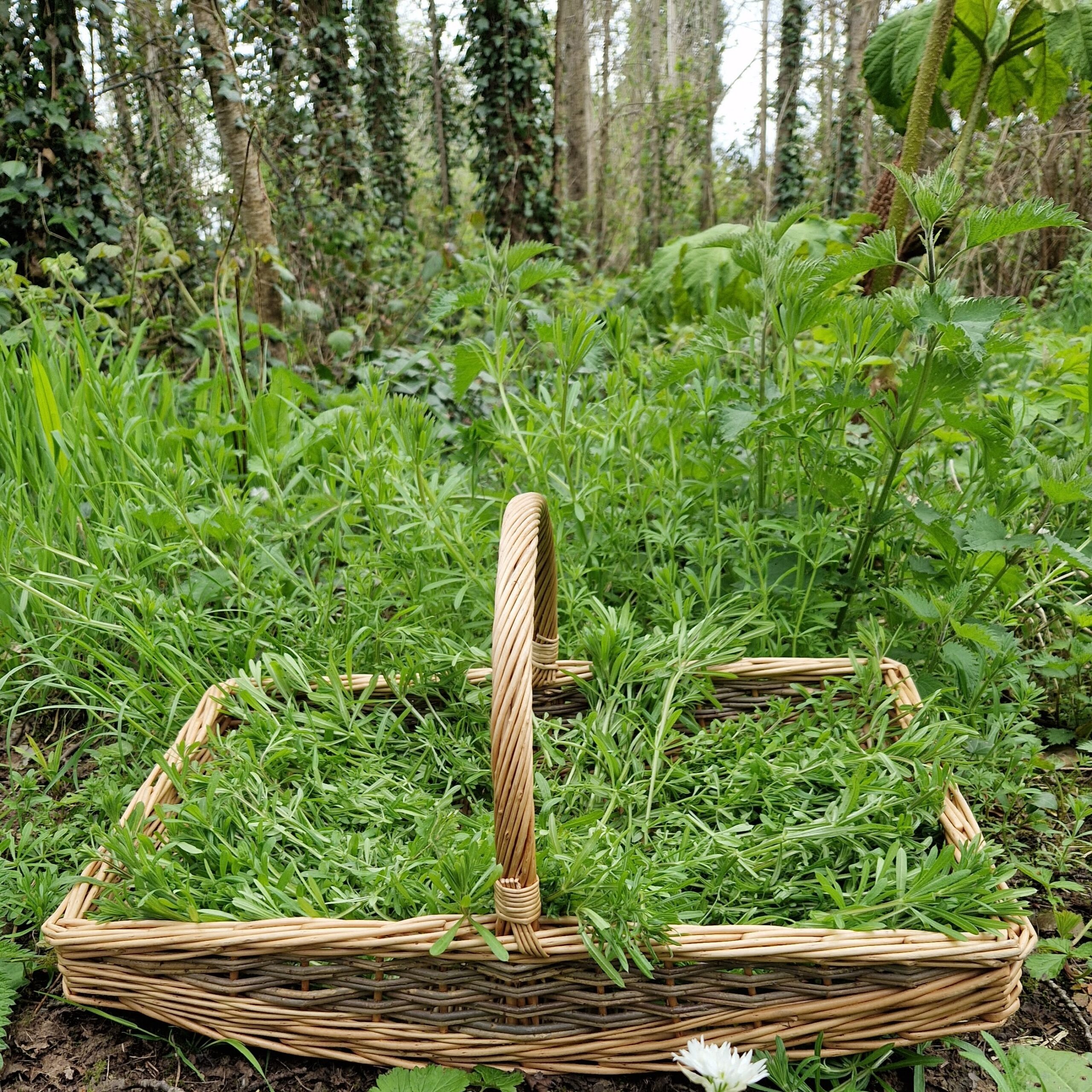 Harvesting fresh cleavers leaves and stems