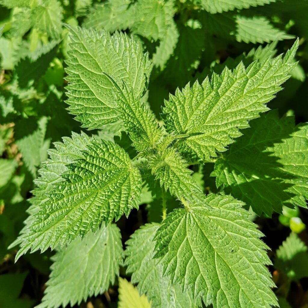 Nettle tops