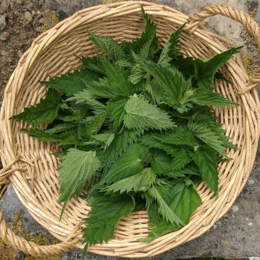 Nettle tops in basket