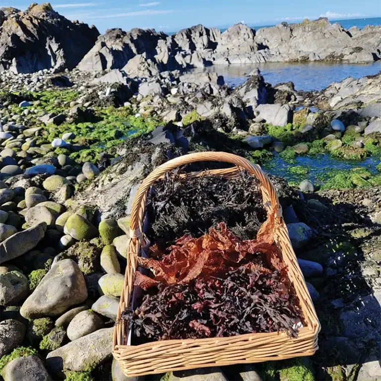 basket seaweed