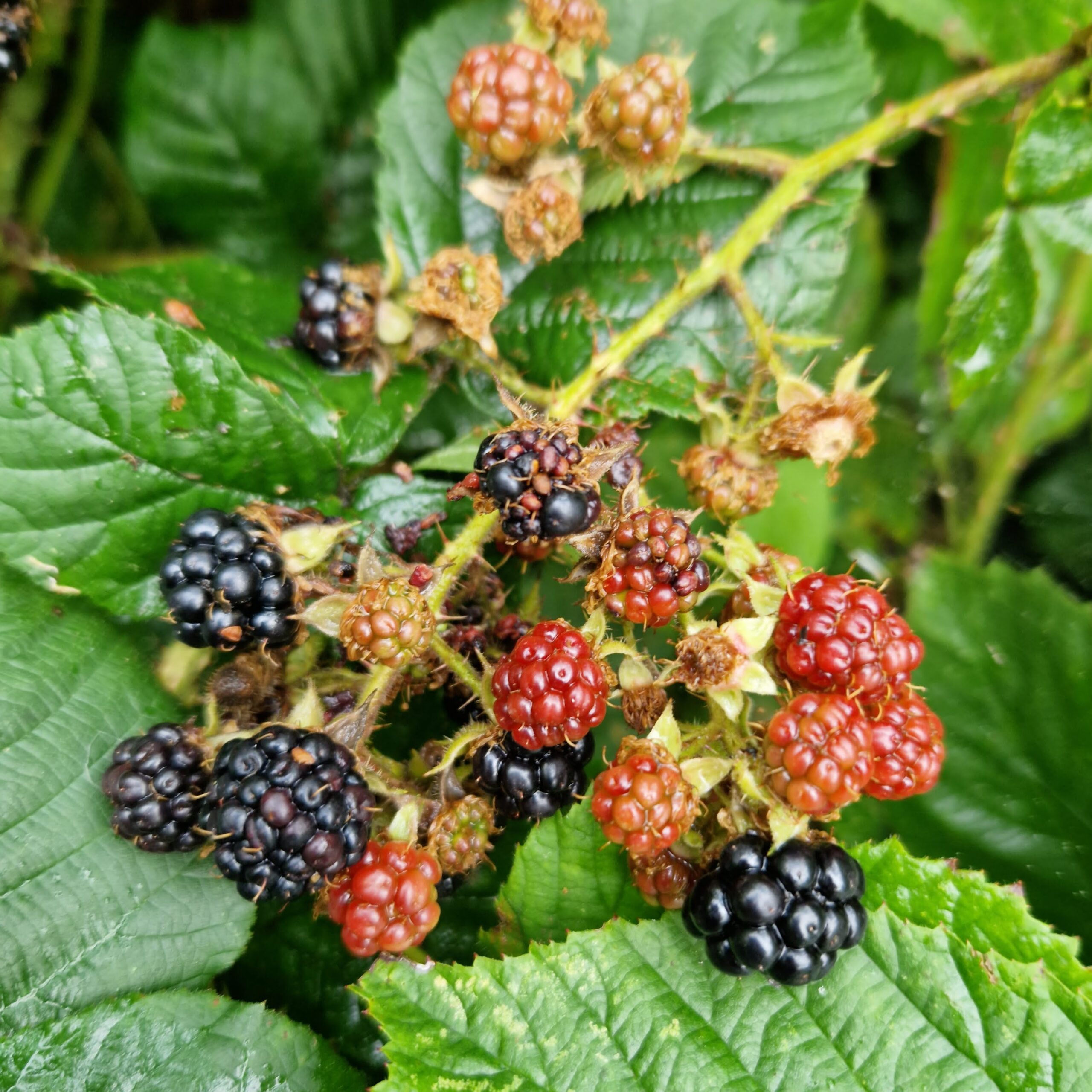 blackberries on bramble