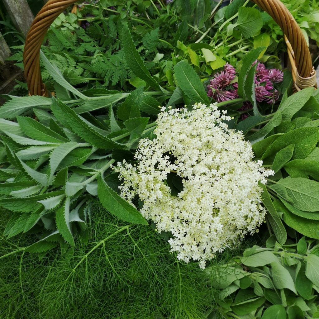 elderflower and mint in basket 1