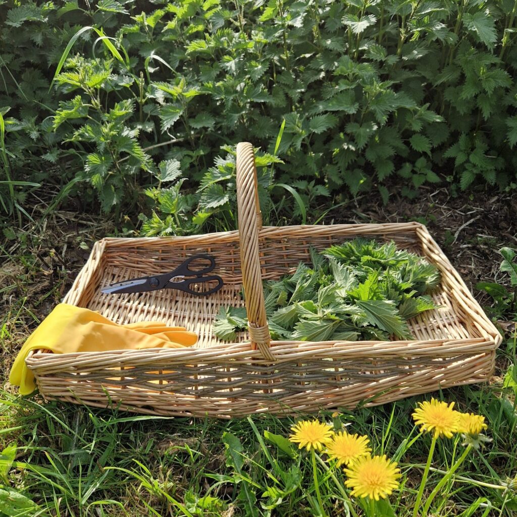 foraging for nettles & dandelions