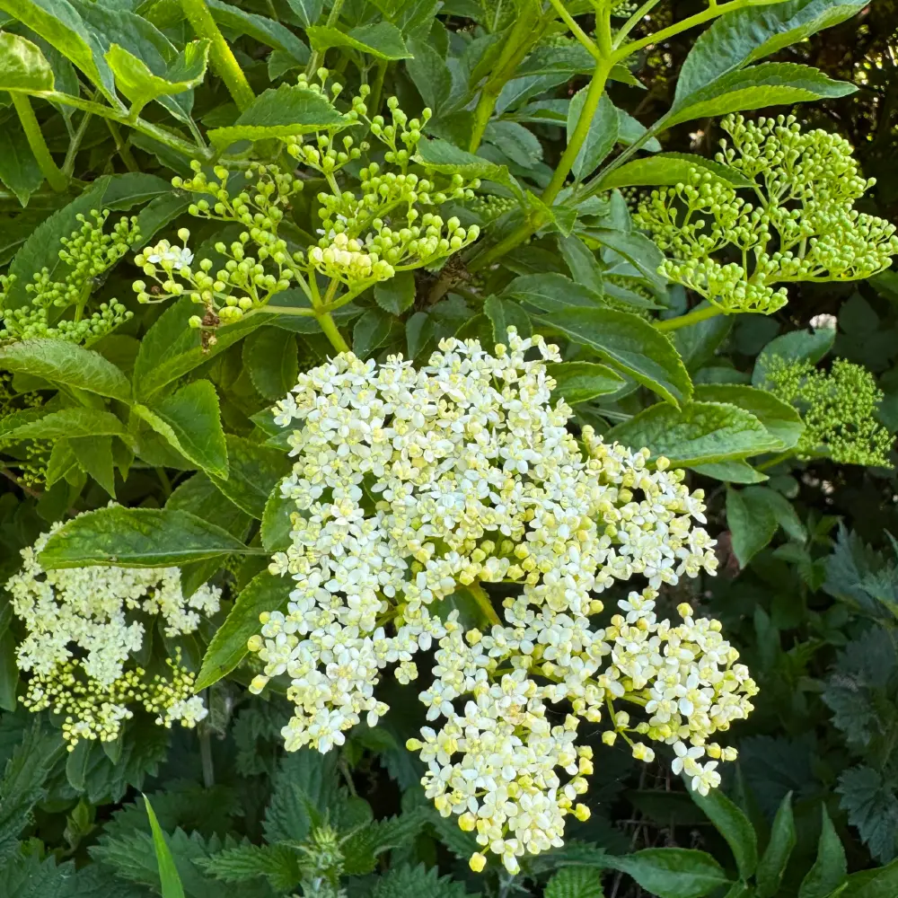 Elderflowers