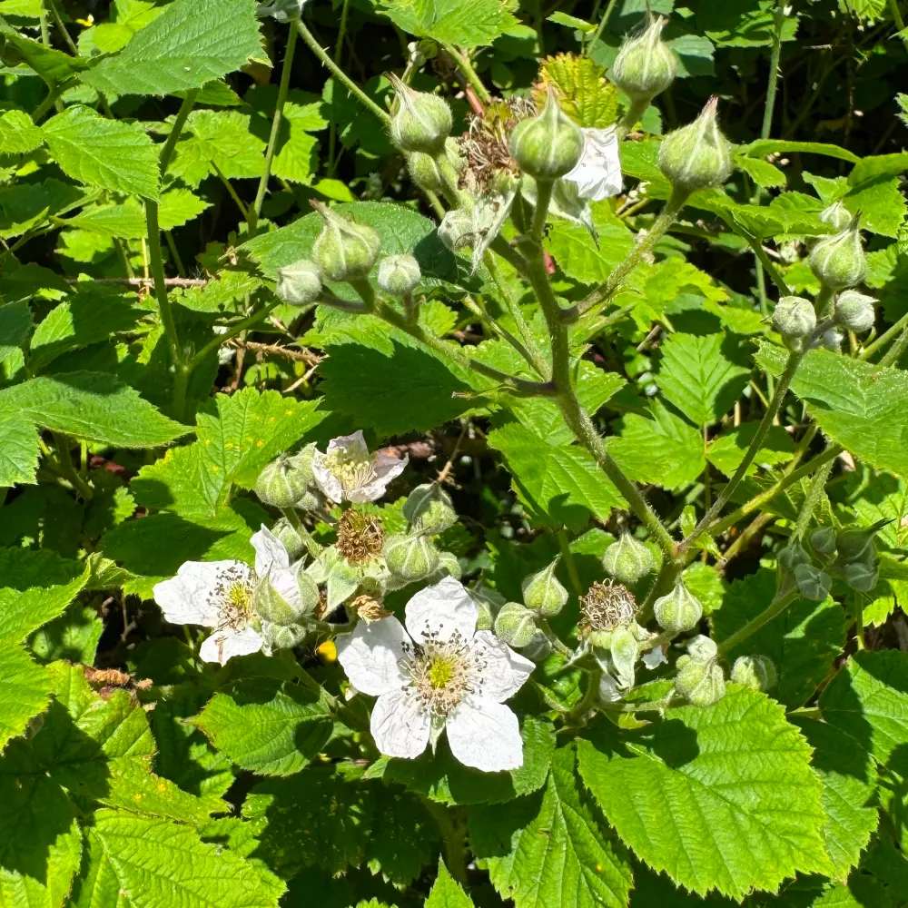 Bramble leaf and flower