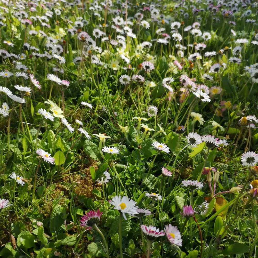 Daisy flowers Daisy flowers