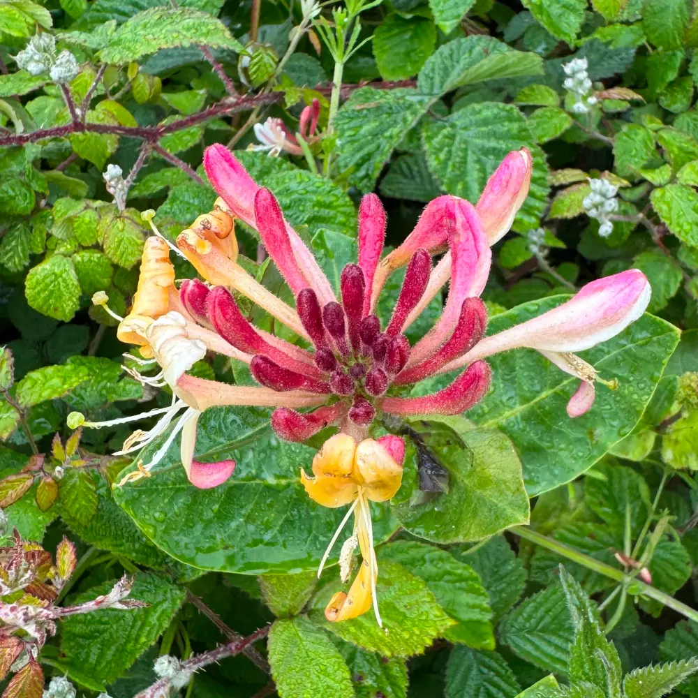 Honeysuckle flower