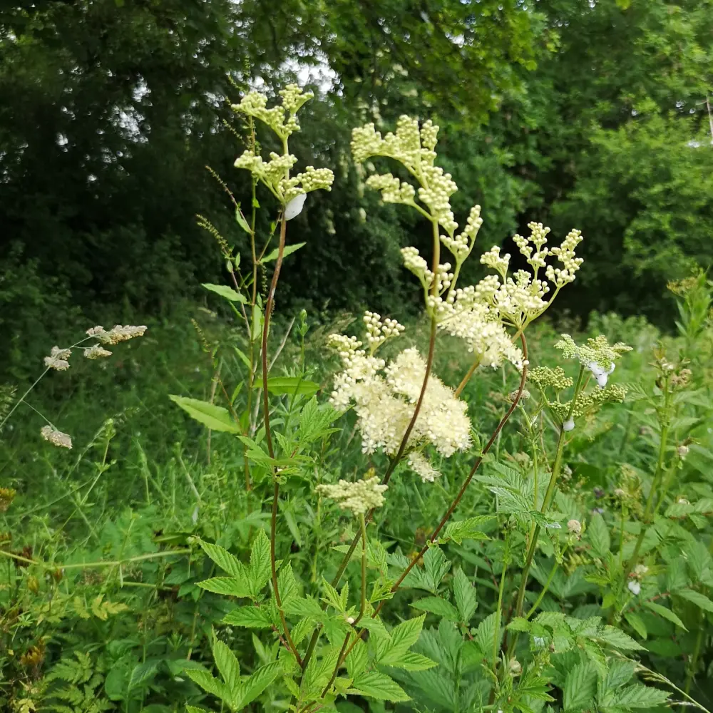 Meadowsweet leaf and flower