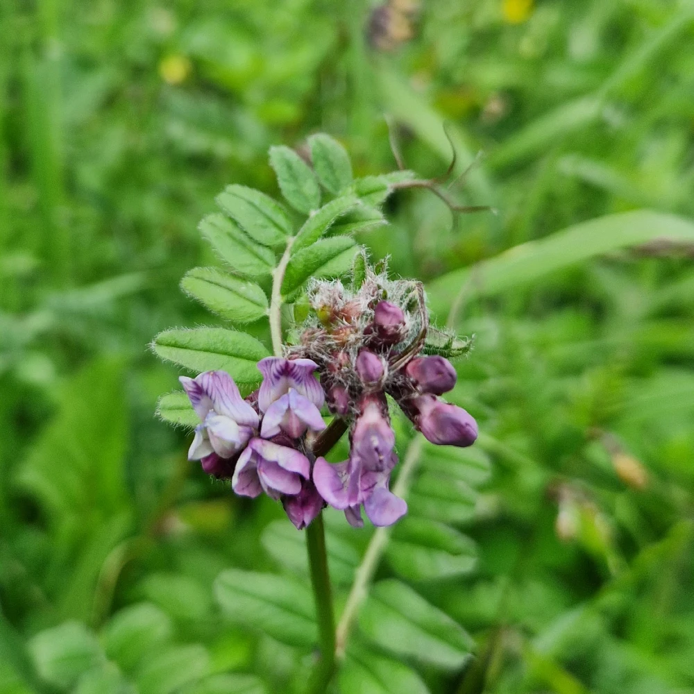 Purple vetch flower Purple vetch flower