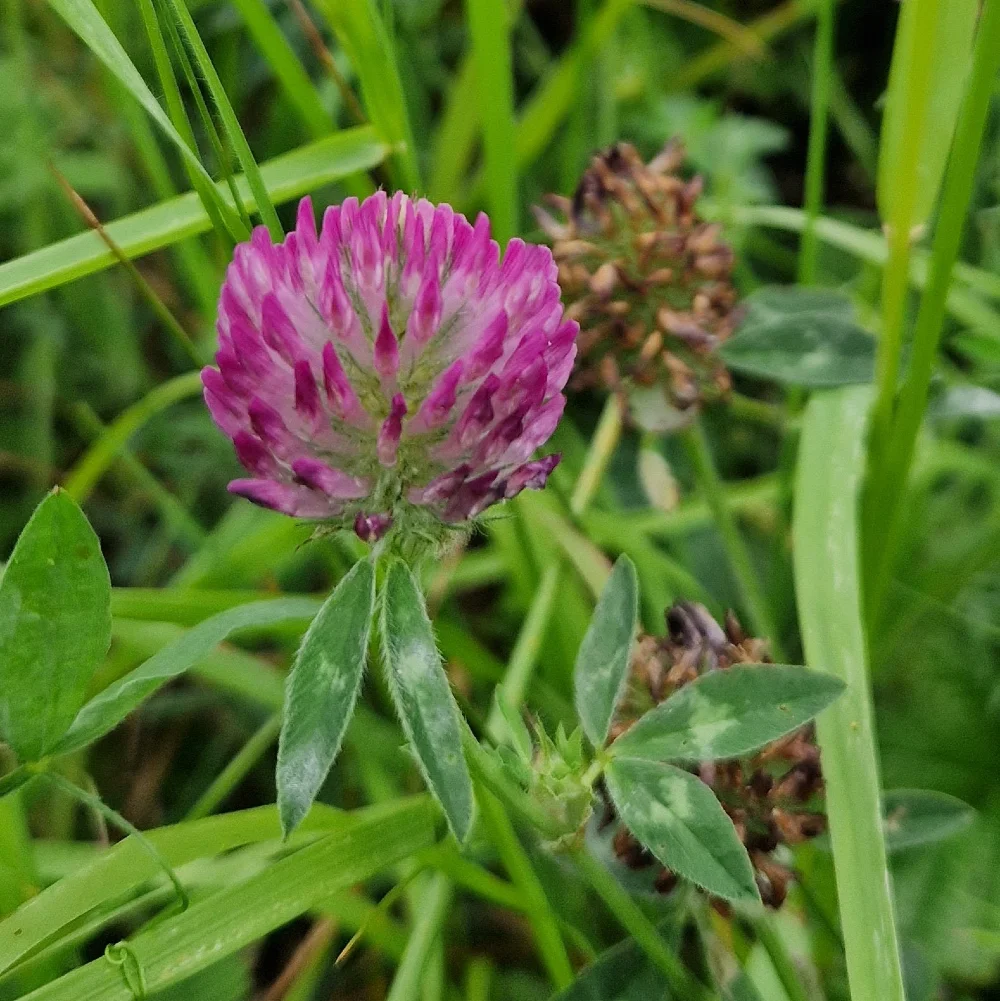 Red clover flower