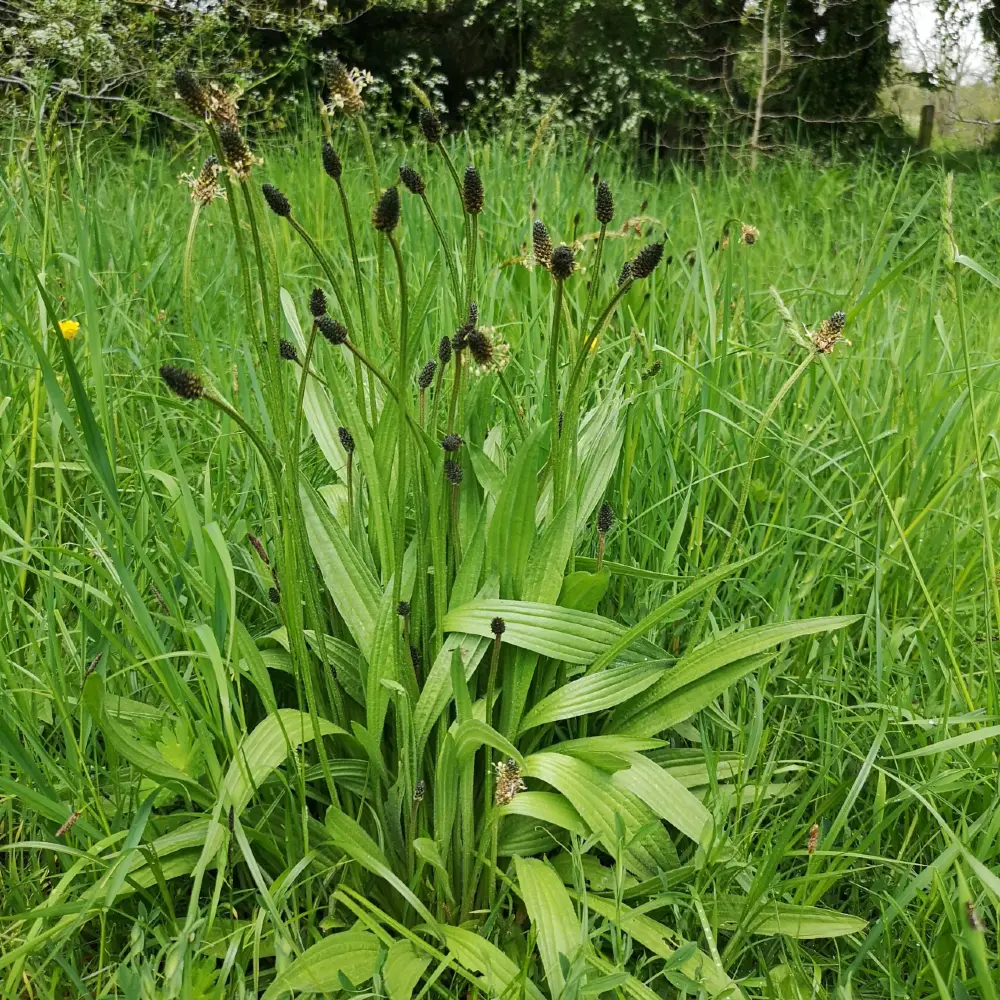 Ribwort plantain