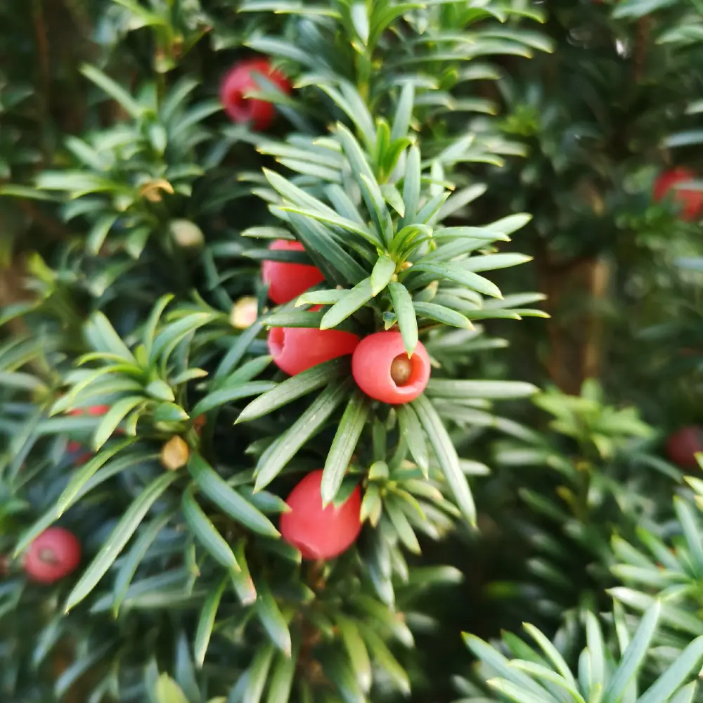 yew tree with berries